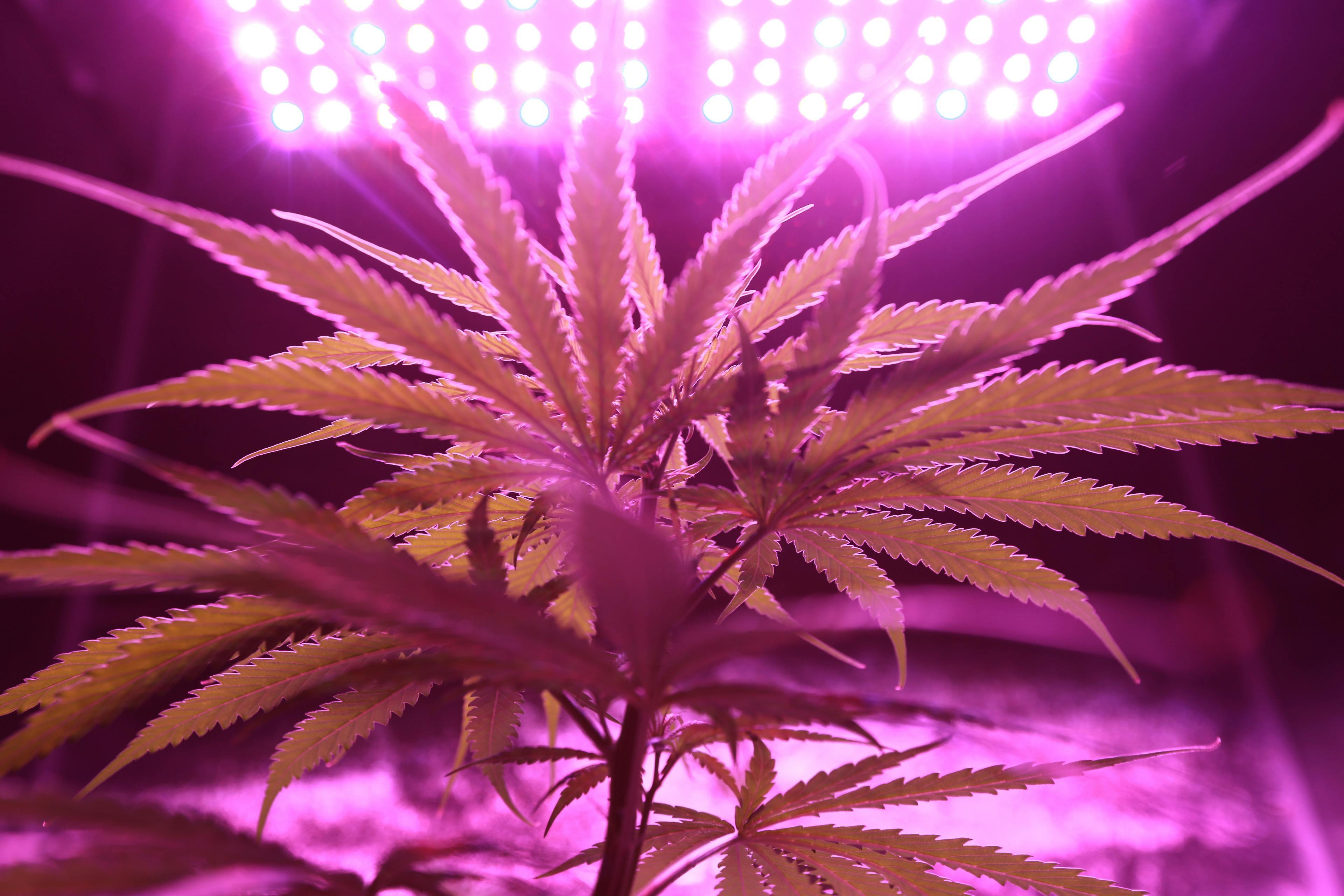negative affect of weed on teen brain, teen brain and marijuana